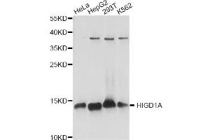 Western blot analysis of extracts of various cell lines, using HIGD1A antibody. (HIGD1A anticorps)