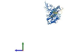 AlphaFold protein structure predicition of Mouse Recombinant Rdx Protein, UniprotID P26043