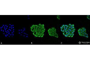 Immunocytochemistry/Immunofluorescence analysis using Mouse Anti-HSP70 Monoclonal Antibody, Clone 3A3 . (HSP70 anticorps  (Biotin))