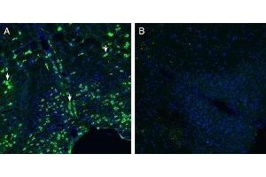 Expression of Calcitonin Receptor-Like Receptor in mouse brain stem - Immunohistochemical staining of perfusion-fixed frozen mouse brain sections with Anti-CRLR/CALCRL (extracellular) (extracellular) Antibody (ABIN7042979, ABIN7044198 and ABIN7044199), (1:200), followed by goat anti-rabbit-AlexaFluor-488. (CALCRL anticorps  (C-Term, Intracellular))