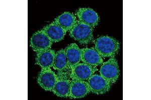 Confocal immunofluorescent analysis of CUZD1 Antibody (C-term) (ABIN655091 and ABIN2844724) with 293 cell followed by Alexa Fluor?
