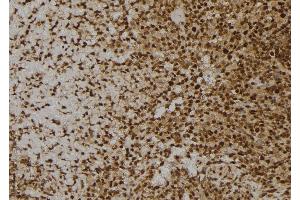 ABIN6273600 at 1/100 staining Human spleen tissue by IHC-P. (MANSC1 anticorps  (Internal Region))