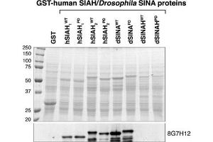 SIAH1/SIAH2 monoclonal antibody, clone 8G7H12  recognize both Drosophila SINA and human SIAH. (SIAH1/2 anticorps  (AA 280-331))