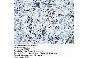 Human Liver (IVNS1ABP anticorps  (N-Term))