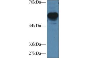 Western Blot; Sample: Mouse Cerebrum lysate; Primary Ab: 1µg/ml Rabbit Anti-Human RGS7 Antibody Second Ab: 0. (RGS7 anticorps  (AA 1-144))