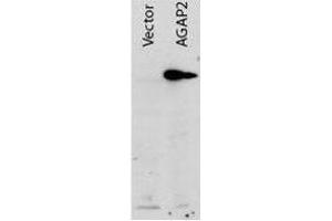 Western blot using  Protein A purified anti-AGAP2 antibody shows detection of AGAP2 recombinant protein in transfected HEK293 cell lysates.
