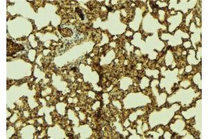 ABIN6274305 at 1/100 staining Mouse lung tissue by IHC-P. (SSBP2 anticorps  (N-Term))