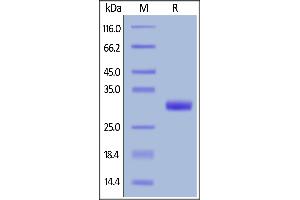 Biotinylated Human BTN3A2, His,Avitag on  under reducing (R) condition. (BTN3A2 Protein (AA 30-248) (His tag,AVI tag,Biotin))
