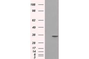 Image no. 1 for anti-Serine Racemase (SRR) antibody (ABIN1501134) (SRR anticorps)