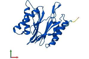 AlphaFold protein structure predicition of Mouse Recombinant Psmb2 Protein, UniprotID Q9R1P3