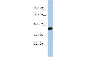 Western Blotting (WB) image for anti-GTPase, IMAP Family Member 2 (GIMAP2) (Middle Region) antibody (ABIN2437551) (GIMAP2 anticorps  (Middle Region))