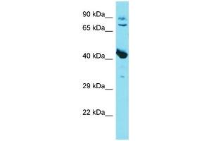 Western Blotting (WB) image for anti-Myostatin (MSTN) (C-Term) antibody (ABIN2774389) (MSTN anticorps  (C-Term))