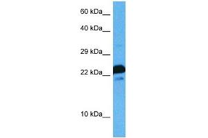 Host:  Rat  Target Name:  MAFG  Sample Tissue:  Rat Skeletal Muscle  Antibody Dilution:  1ug/ml