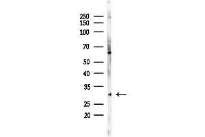 anti-Calpain, Small Subunit 1 (CAPNS1) (Internal Region) antibody