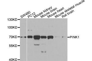 Western blot analysis of extracts of various cell lines, using PINK1 antibody (ABIN5998524) at 1/1000 dilution. (PINK1 anticorps)