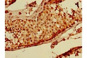 Immunohistochemistry of paraffin-embedded human testis tissue using ABIN7169019 at dilution of 1:100