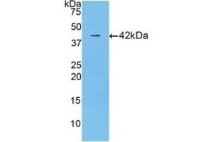 Detection of Recombinant LTF, Mouse using Polyclonal Antibody to Lactoferrin (LTF) (Lactoferrin anticorps  (AA 63-193))