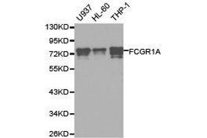 Western Blotting (WB) image for anti-Fc Fragment of IgG, High Affinity Ia, Receptor (CD64) (FCGR1A) antibody (ABIN1872670) (FCGR1A anticorps)