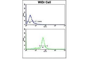 Flow Cytometric analysis of WiDr cells using Villin-1 Antibody (N-term)  (bottom histogram) compared to a negative control cell (top histogram). (Villin 1 anticorps  (N-Term))