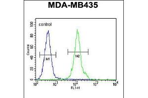 Flow cytometric analysis of MDA-MB435 cells (right histogram) compared to a negative control cell (left histogram). (OR2L13 anticorps  (C-Term))