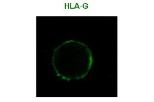 Immunofluorescence staining of HLA-G1 transfectants (LCL-HLA-G1) using anti-human HLA-G () Alexa Fluor ® 488 Fab-fragment. (HLAG anticorps)