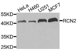 Western blot analysis of extracts of various cell lines, using RCN2 antibody. (RCN2 anticorps  (AA 23-180))