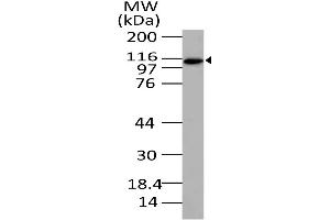 Image no. 1 for anti-Exportin 4 (XPO4) (AA 775-1000) antibody (ABIN5027199) (XPO4 anticorps  (AA 775-1000))