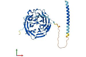 AlphaFold protein structure predicition of Human Recombinant CORO1C Protein, UniprotID Q9ULV4