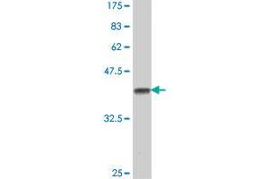 Western Blot detection against Immunogen (38.