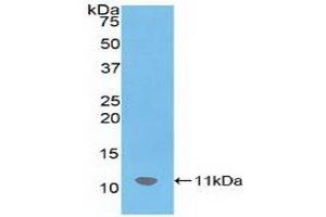 Detection of Recombinant SDF1, Mouse using Polyclonal Antibody to Stromal Cell Derived Factor 1 (SDF1) (CXCL12 anticorps  (AA 22-89))