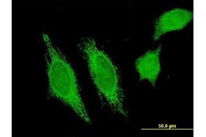 anti-HERV-H LTR-Associating 3 (HHLA3) (AA 1-53) antibody