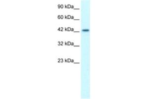 Western Blotting (WB) image for anti-LIM Homeobox 3 (LHX3) antibody (ABIN2460776) (LHX3 anticorps)