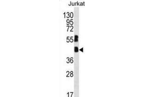 Western Blotting (WB) image for anti-Transcription Factor MafB (MAFB) antibody (ABIN2996606) (MAFB anticorps)