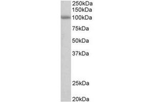 Staining of Human Cerebellum lysate using SIDT1 antibody at 0. (SIDT1 anticorps  (Internal Region))