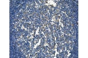 IHC analysis of SELPLG using anti-SELPLG antibody (ABIN7600341).