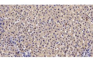 Detection of C4B in Porcine Liver Tissue using Polyclonal Antibody to Complement C4-B (C4B)