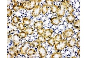 IHC-F testing of Paxillin antibody and rat kidney tissue