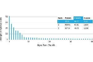 Protein Array (PAr) image for anti-Cannabinoid Receptor 1 (CNR1) antibody (ABIN7456251)