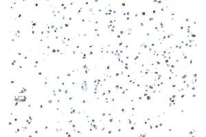 Immunocytochemistry (ICC) image for anti-S100 Calcium Binding Protein A9 (S100A9) (AA 64-114) antibody (ABIN7449432)