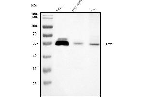 Western blot analysis of LEF1 using anti-LEF1 antibody (ABIN7600016).