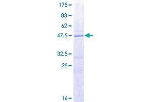 BCL2-Associated Agonist of Cell Death (BAD) (AA 1-168) protein (GST tag)