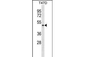 OBEC4 Antibody (Center) 18000c western blot analysis in T47D cell line lysates (35 μg/lane).