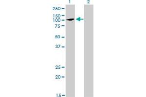Western Blot analysis of ATP2C1 expression in transfected 293T cell line by ATP2C1 monoclonal antibody (M01), clone 2G1.