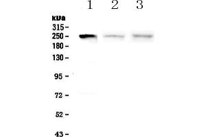 Western blot analysis of MYLK using anti-MYLK antibody . (MYLK anticorps  (AA 1441-1709))
