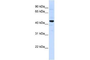 SLC41A3 antibody used at 1 ug/ml to detect target protein. (SLC41A3 anticorps  (C-Term))