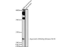 Western blot analysis of extracts of HeLa cells, using Asymmetric DiMethyl-Histone H4-R3 antibody (ABIN7267749) at 1:1000 dilution. (Histone H4 anticorps  (2meArg3 (asymetric)))