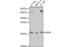 Western blot analysis of extracts of various cell lines, using DEXI Rabbit pAb (ABIN7266747) at 1:1000 dilution.
