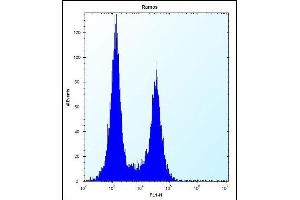 UBN2 Antibody (N-term) (ABIN657446 and ABIN2846474) flow cytometric analysis of Ramos cells (right histogram) compared to a negative control cell (left histogram).