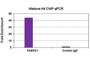 Histone H4 antibody (mAb) tested by ChIP analysis.