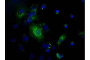Immunofluorescence (IF) image for anti-HID1 Domain Containing (HID1) antibody (ABIN1497023) (HID1/DMC1 anticorps)